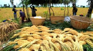 Récolte du riz Casamance